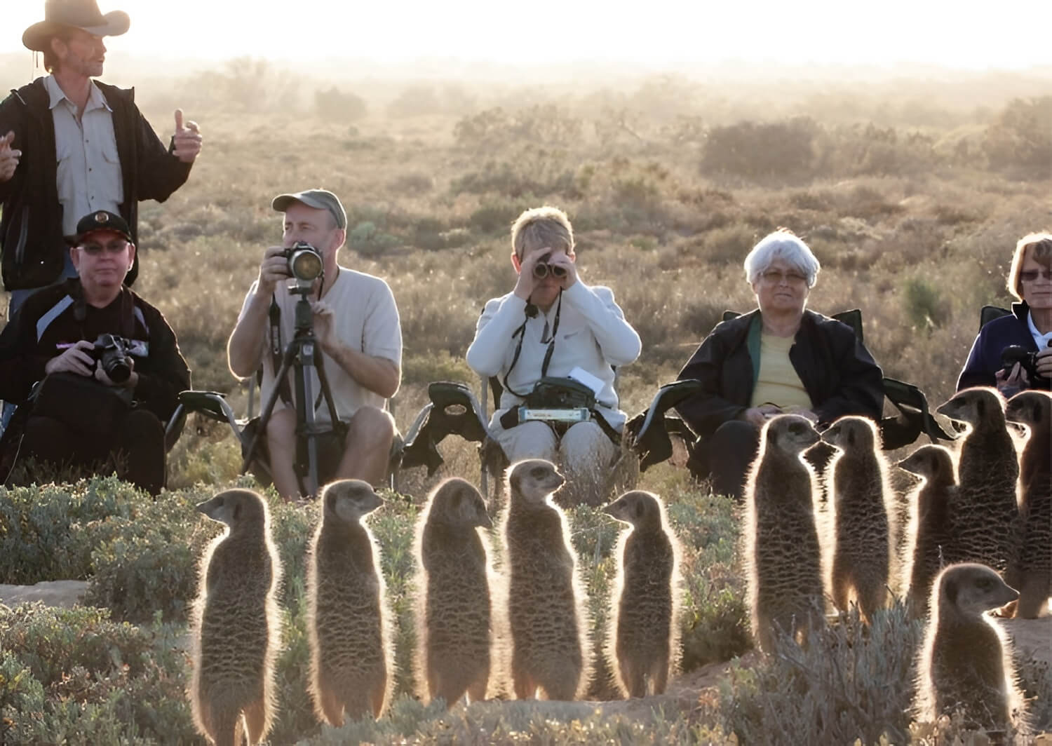 Five Shy Meerkats (1) (1) Five Shy Meerkats 1 1