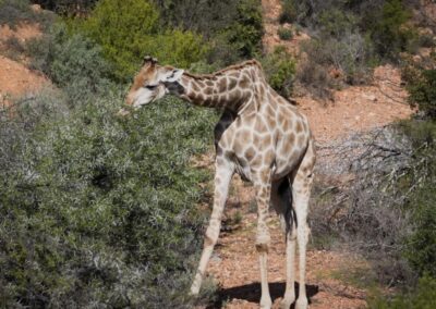 Giraffe feeding on thorn bushes