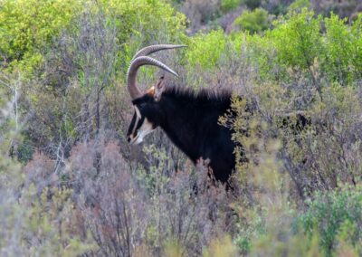Sable walking the Karoo plains