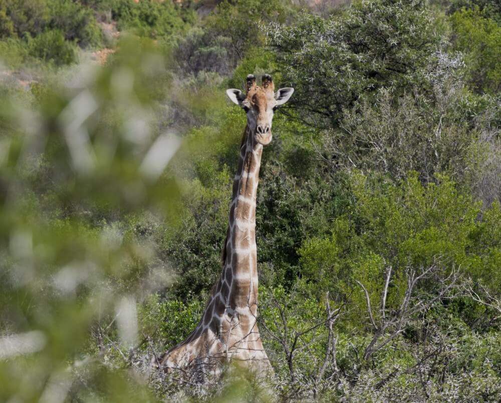 Zwartberg View Mountain Lodge Giraffe