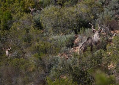 Kudu bull and cow spotted roaming the mountain side at Zwartbergview Mountain lodge