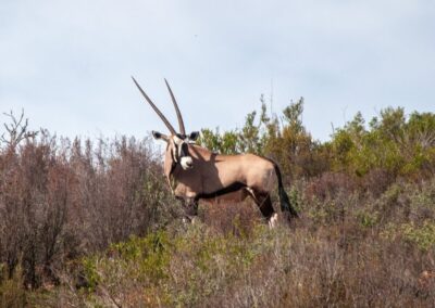 Oryx spotted in thick Karoo bush