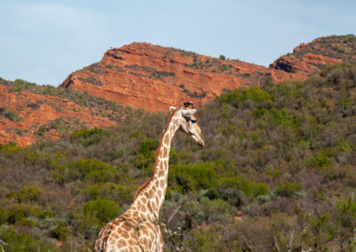 Giraffe walking the Klein Karoo Plains