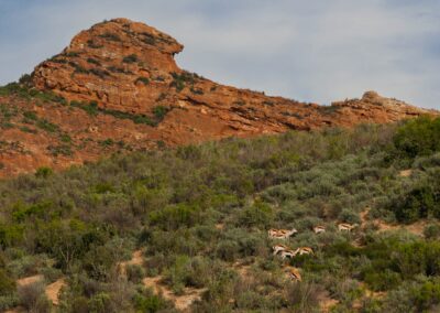 Springbuck grazing on the Karoo plains in Oudtshoorn