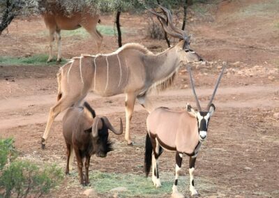 Kudu, Oryx and Black wildebeest grazing in front of the main lodge