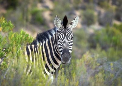 Zebra spotted grazing the Karoo landscape