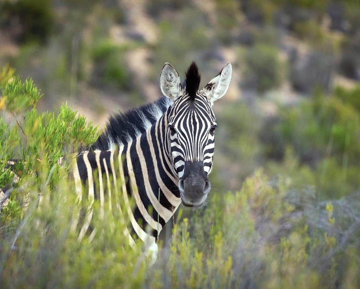 zvml zebra